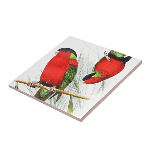 襟首をつかまれたLory タイル (側面)