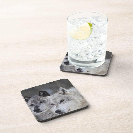 西のイエローストーンからのオオカミ(Canusのループス)。 これ コースター (右側)