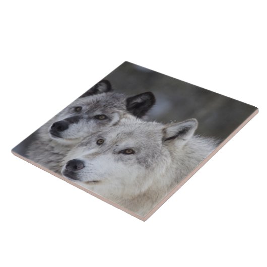 西のイエローストーンからのオオカミ(Canusのループス)。 これ タイル (側面)