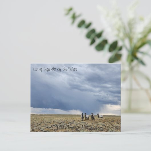 西の生きた伝説 – はがき (スタンド正面)