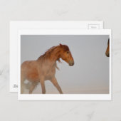 西の砂漠のユタの野生の馬 ポストカード (正面/裏面)