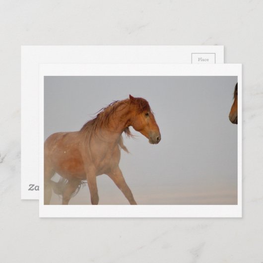 西の砂漠のユタの野生の馬 ポストカード (正面/裏面)