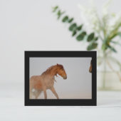 西の砂漠のユタの野生の馬 ポストカード (スタンド正面)