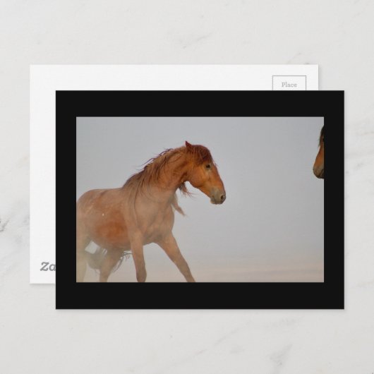 西の砂漠のユタの野生の馬 ポストカード (正面/裏面)