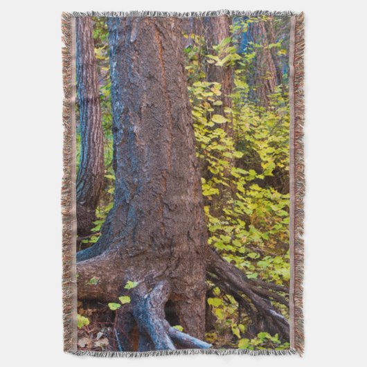 西の葉分岐点の黄金の道 スローブランケット (正面縦)