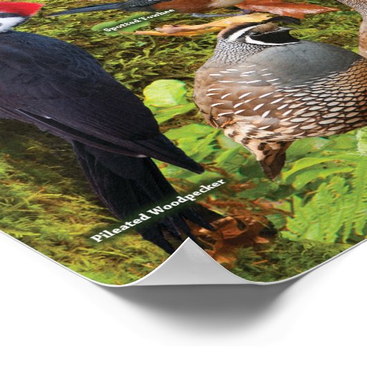 西の裏庭の鳥 ポスター (角)