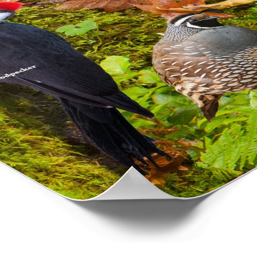 西の裏庭の鳥 ポスター (角)