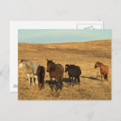 西の馬の群れ ポストカード (正面/裏面)