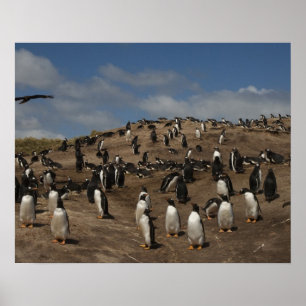 西のGentoo Penguin(Pygoscelis papua)植民地 ポスター