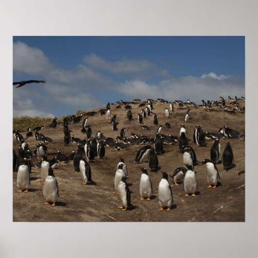 西のGentoo Penguin(Pygoscelis papua)植民地 ポスター (正面)