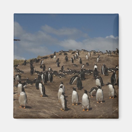 西のGentoo Penguin(Pygoscelis papua)植民地 マグネット (正面)