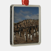 西のGentoo Penguin(Pygoscelis papua)植民地 メタルオーナメント (右)