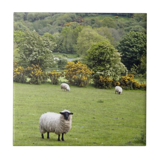 西アイルランド、ディングル半島 タイル (正面)