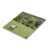 西アイルランド、ディングル半島 タイル (側面)