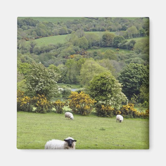 西アイルランド、ディングル半島、ブロード マグネット (正面)