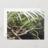 西アフリカングリーンマンバ ポストカード (正面/裏面)