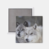 西イエローストーン出身のオオカミたち。これは マグネット (正面/裏面)