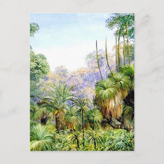 西オーストラリアの森林の風景 ポストカード (正面)