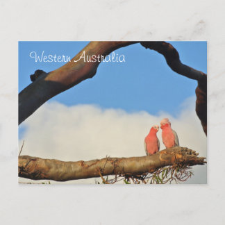 西オーストラリア産の鳥 シーズンポストカード