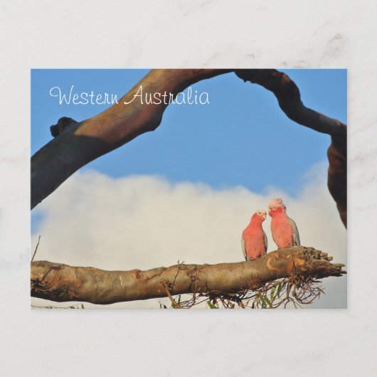西オーストラリア産の鳥 シーズンポストカード (正面)