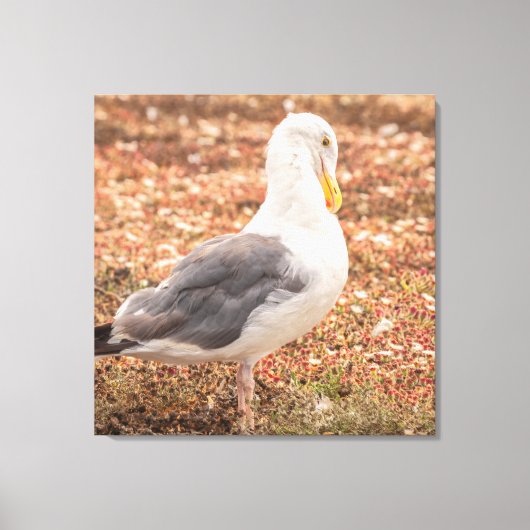 西カモメ キャンバスプリント (正面)