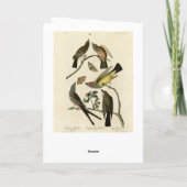 西キングバードなど – オードボンのアメリカの鳥 カード (裏面)