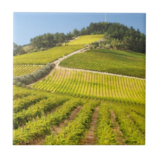 西ケープ州ステレンボス·ヴィンヤード タイル (正面)