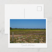 西コースト野生の花南アフリカSA ポストカード (正面/裏面)