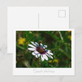 西コースト野生の花南アフリカSA ポストカード (正面/裏面)