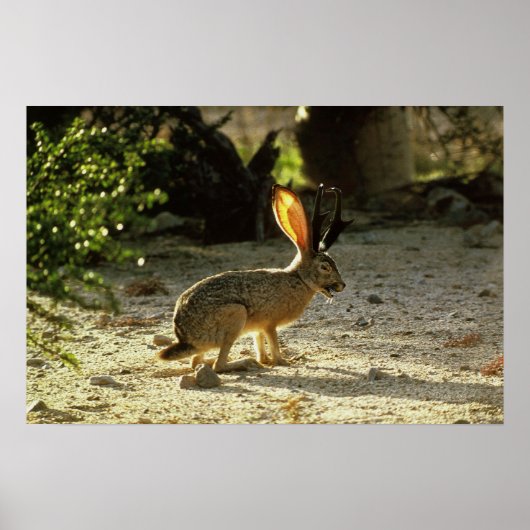 西ジャッカロープ ポスター (正面)