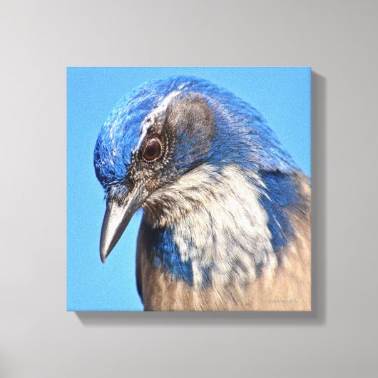 西スクラブジェイ キャンバスプリント (正面)