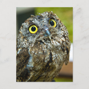 西スクリーチフクロウクローズアップ写真はがき ポストカード