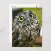 西スクリーチフクロウクローズアップ写真はがき ポストカード (正面/裏面)