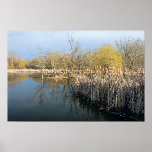 西セントポール湿地帯の葦と木 ポスター (正面)