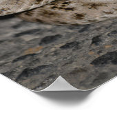 西ダイヤモンドバックラトルズナケのポスター ポスター (角)