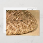 西ダイヤモンドバックラトルズナーク ポストカード (正面/裏面)