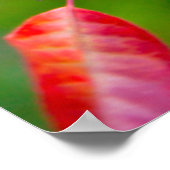 西チョークさくらんぼ（プルーヌスバージニアナ）秋 ポスター (角)