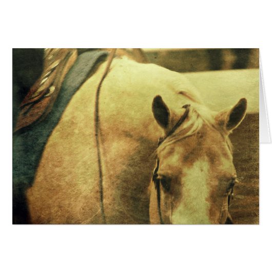 西パロミノ (正面横)