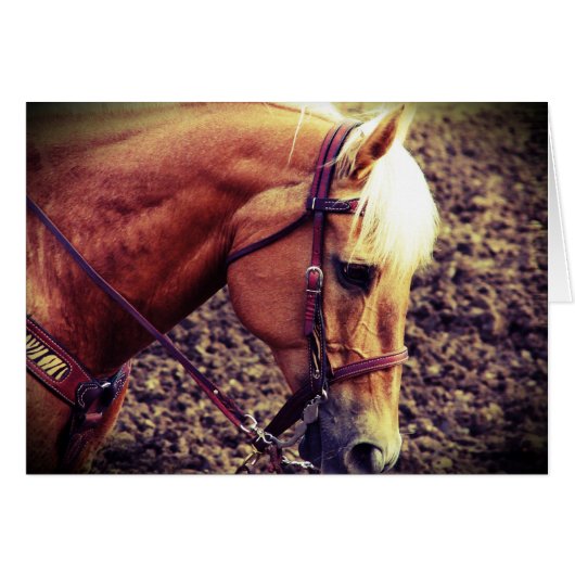 西パロミノ (正面横)