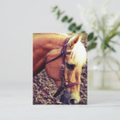 西パロミノ ポストカード (スタンド正面)