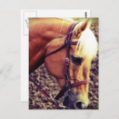 西パロミノ ポストカード (正面/裏面)