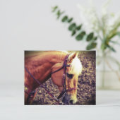 西パロミノ ポストカード (スタンド正面)