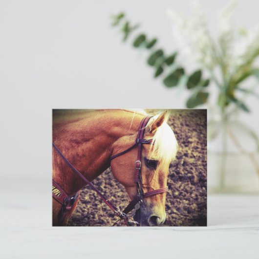 西パロミノ ポストカード (スタンド正面)