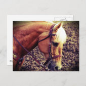 西パロミノ ポストカード (正面/裏面)