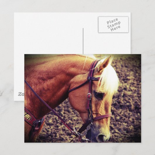 西パロミノ ポストカード (正面/裏面)