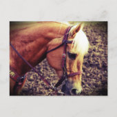 西パロミノ ポストカード (正面)