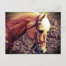 西パロミノ ポストカード