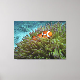 西ピエロ目 キャンバスプリント