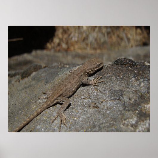 西フェンスリザード ポスター (正面)