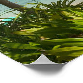 西フランスのインディ，グアダルーペ，グランデテール， 2 ポスター (角)